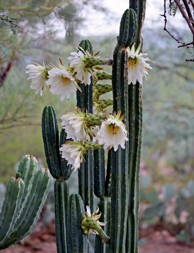 Flowering San Pedro cactus with multiple white blossoms in a natural desert landscape