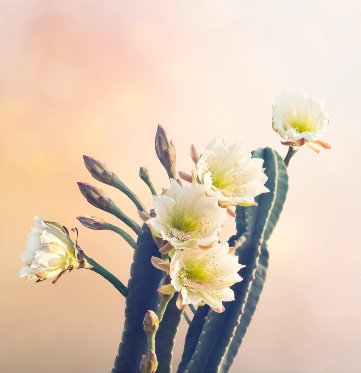 Flowering San Pedro cactus with multiple white blossoms against a soft pastel background