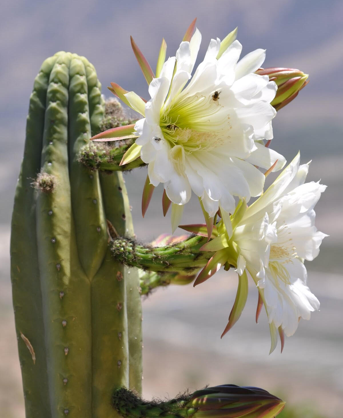 Close-up of a San Pedro cactus with white blossoms in natural sunlight.